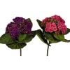 CRI African Violet Pick