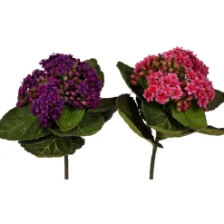 CRI African Violet Pick