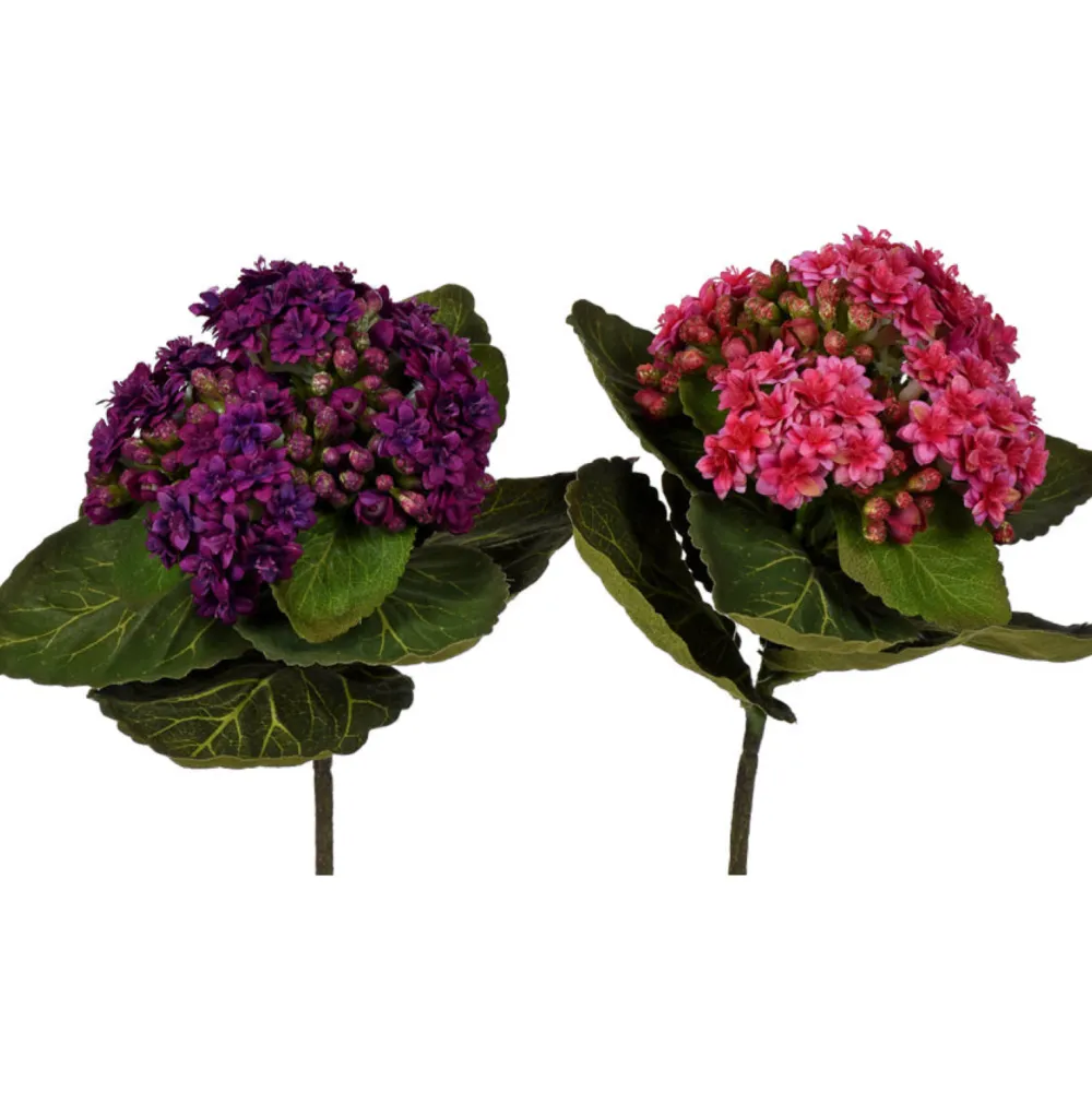 CRI African Violet Pick