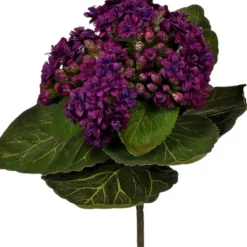 CRI African Violet Pick