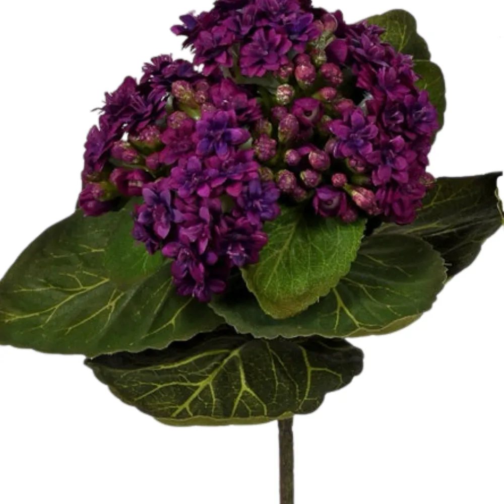 CRI African Violet Pick