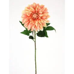Direct Export Co. Apricot Stellar Dahlia Stem
