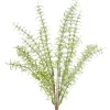 CRI Asparagus Fern Bundle