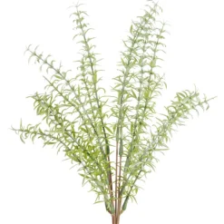 CRI Asparagus Fern Bundle