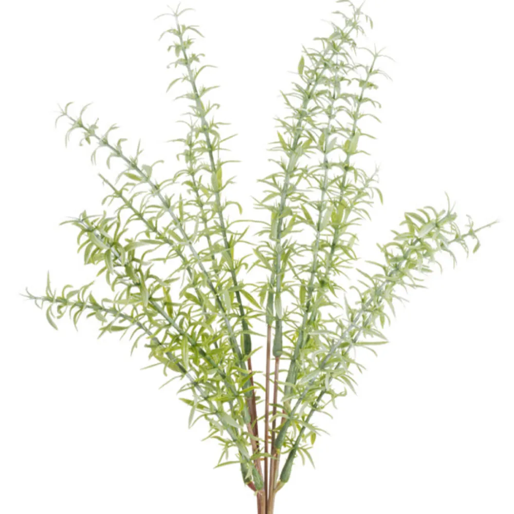 CRI Asparagus Fern Bundle