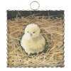 The Round Top Collection Baby Chick Mini Gallery Art