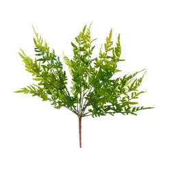 Craig Bachman Brake Fern Leaf Bush
