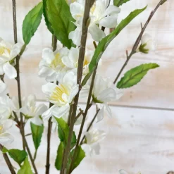 CRI Cherry Blossom, Cream