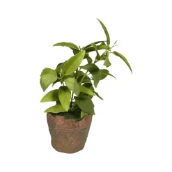 Regency Clay Pot with Herbs