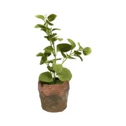 Regency Clay Pot with Herbs