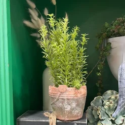 Regency Clay Pot with Herbs