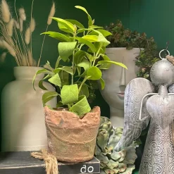 Regency Clay Pot with Herbs