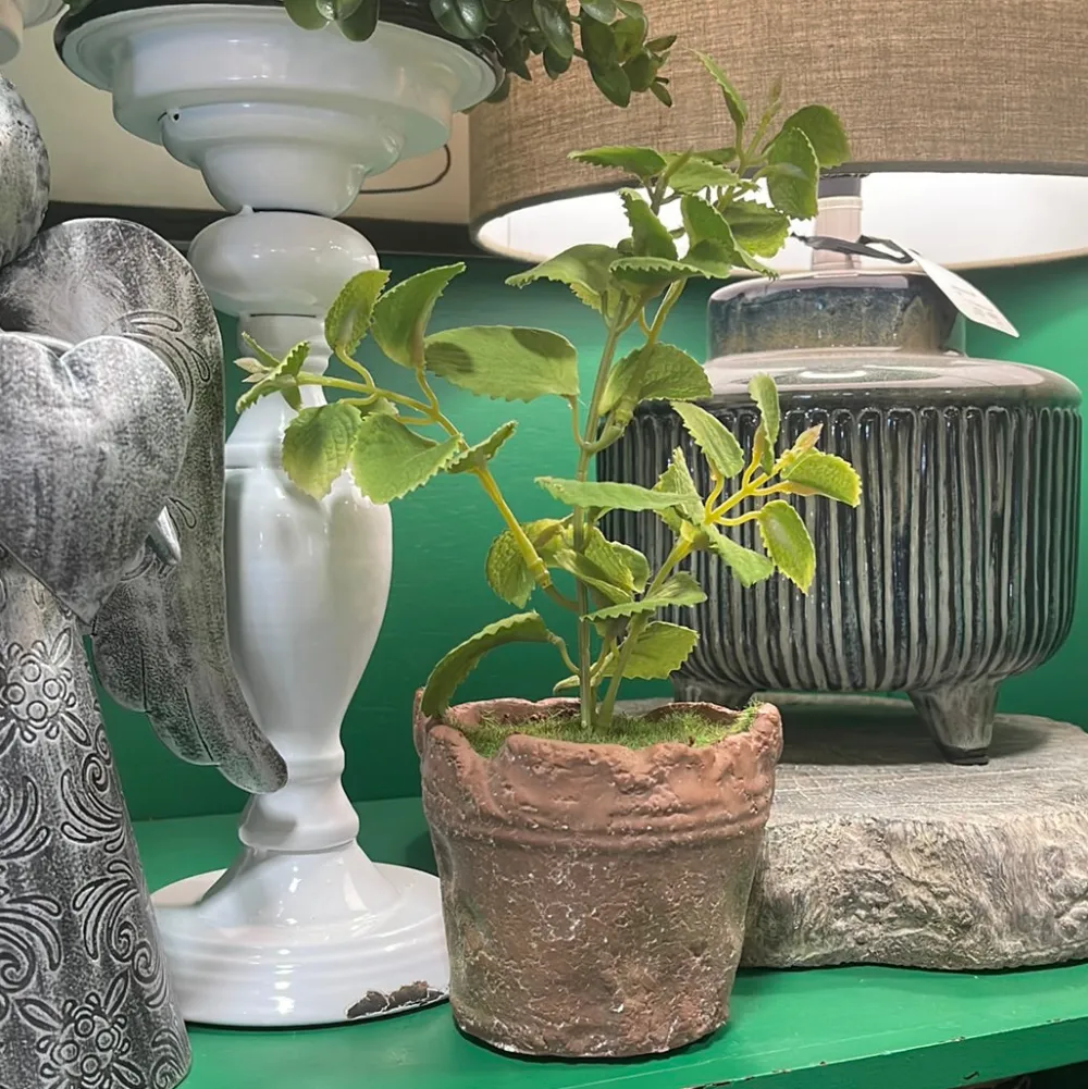 Regency Clay Pot with Herbs