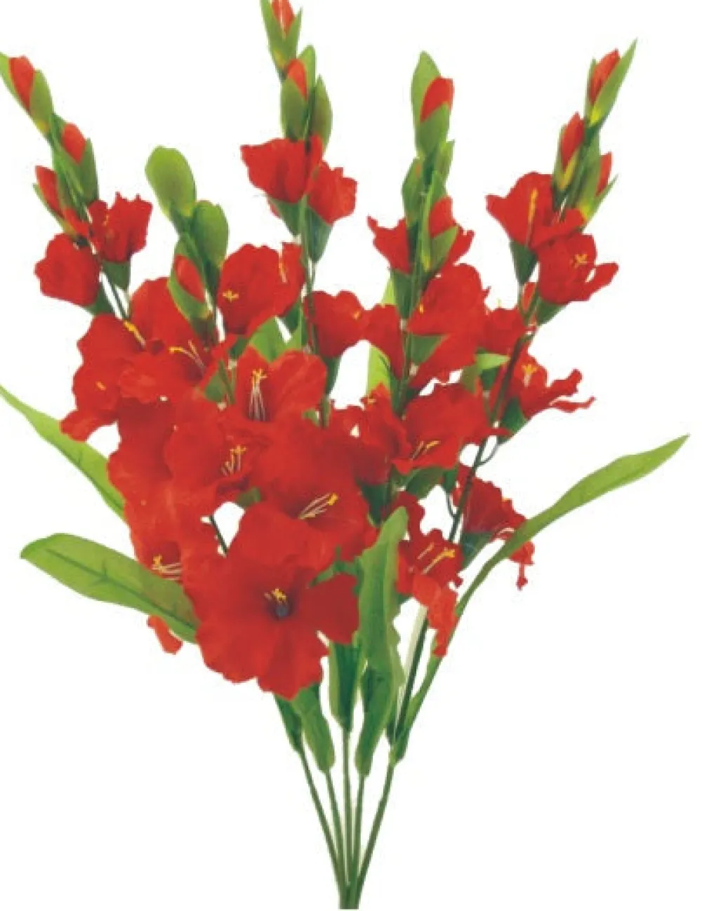 Liberty Floral Color Fast Gladiolus Bush