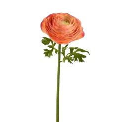 Winward Coral Ranunculus