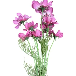 CRI Cosmo Spray