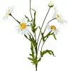 Liberty Floral Cream Daisy Bush