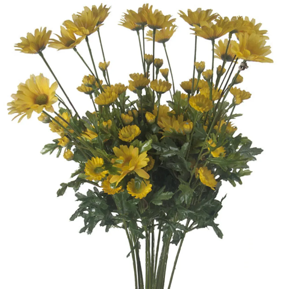 CRI Daisy Bundle
