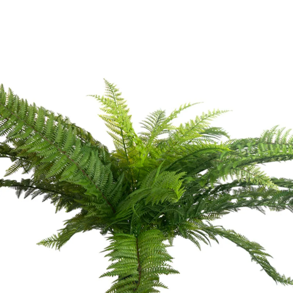 CRI Extra Large Fern