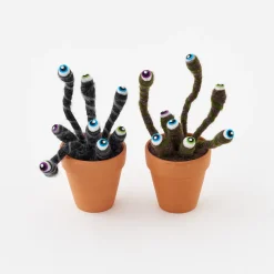 180 Degrees Eyeball Plant in Terracotta Pot