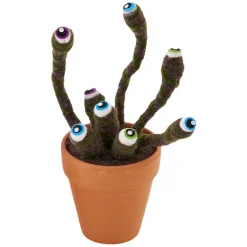 180 Degrees Eyeball Plant in Terracotta Pot