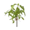Regency Feather Fern Plant