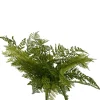 CRI Fresh Mixed Fern Bush
