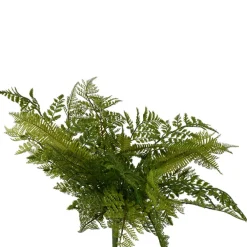 CRI Fresh Mixed Fern Bush