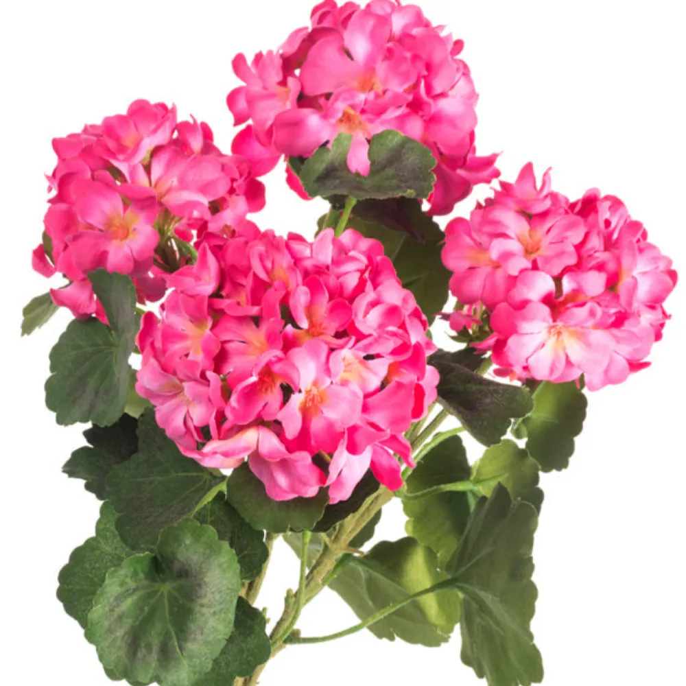 CRI Geranium Bundle, Dark Pink