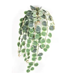 Direct Export Co. Henna Bush