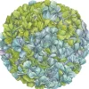 Hester & Cook Hydrangea Placemat Set
