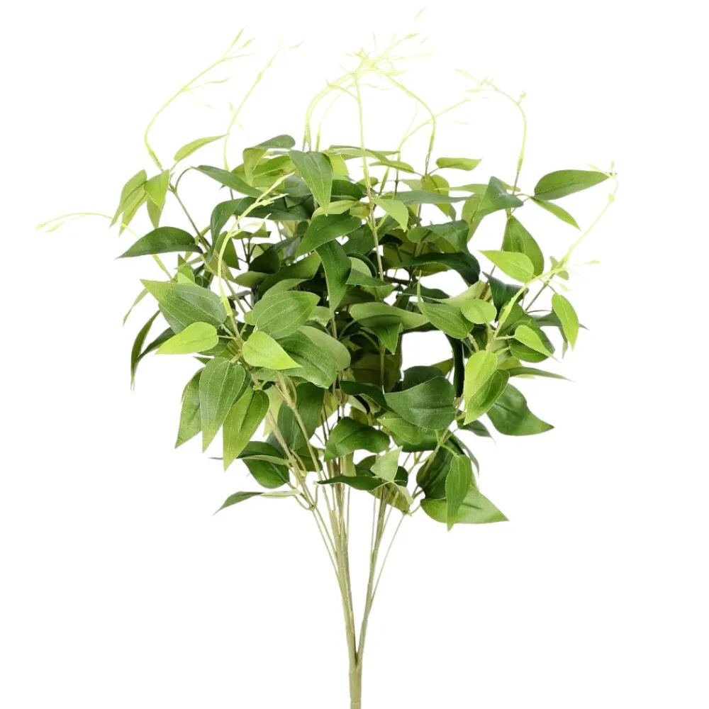 Direct Export Co. Jasmine Bush