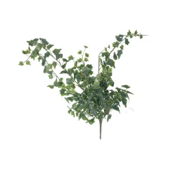 CRI Large Variegated Ivy