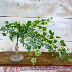 CRI Large Variegated Ivy