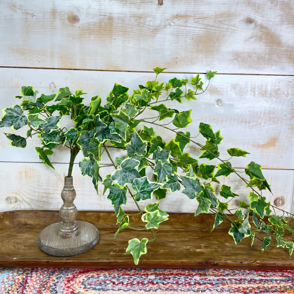 CRI Large Variegated Ivy
