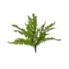 CRI Medium Boston Fern