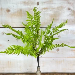 CRI Medium Boston Fern