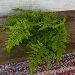 CRI Medium Boston Fern