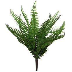 Craig Bachman Mixed Fern Bush
