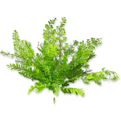 CRI Mixed Greens Spray