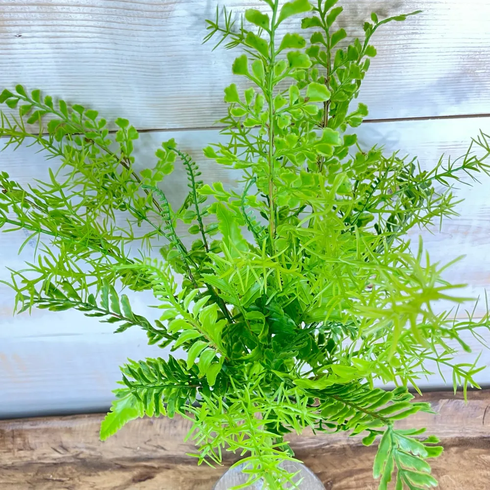 CRI Mixed Greens Spray