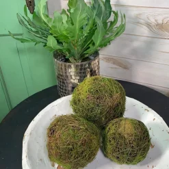 CRI Moss Orb, 5"