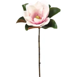 Winward Orchid Magnolia