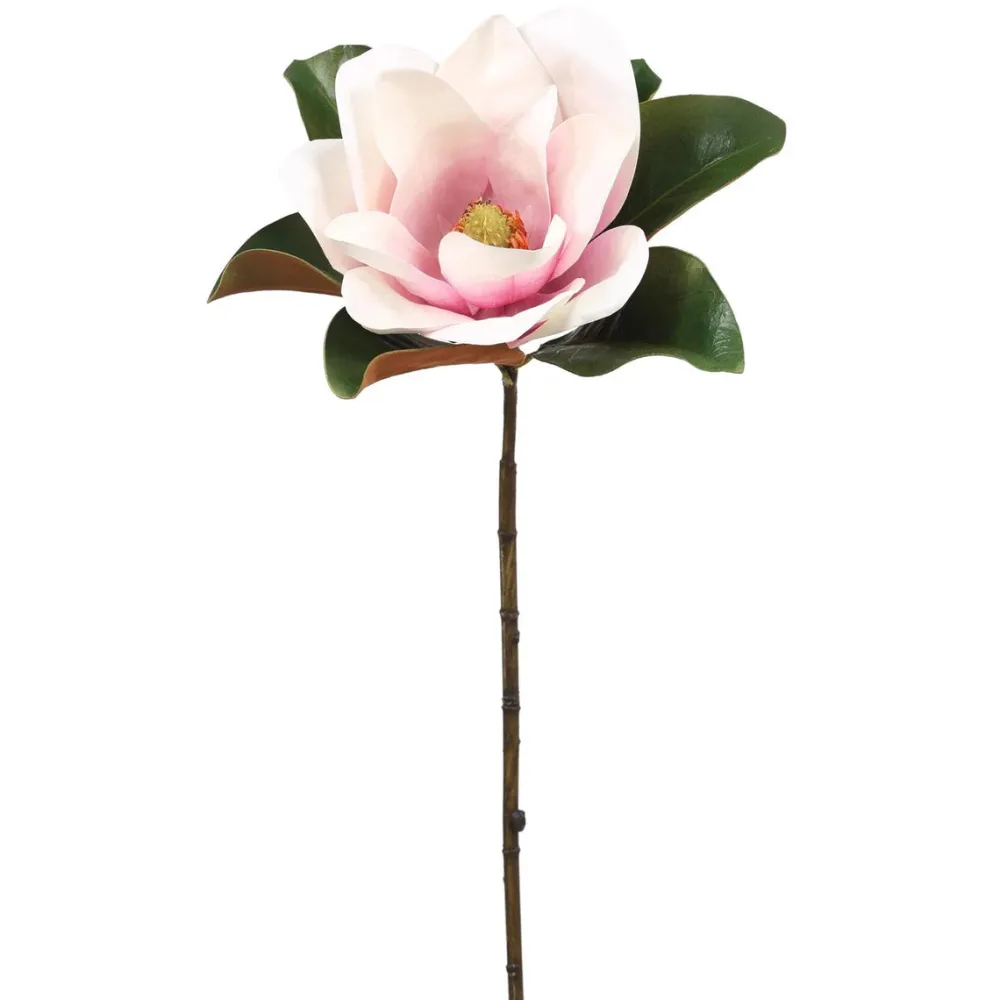 Winward Orchid Magnolia