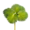 CRI Palm Plant