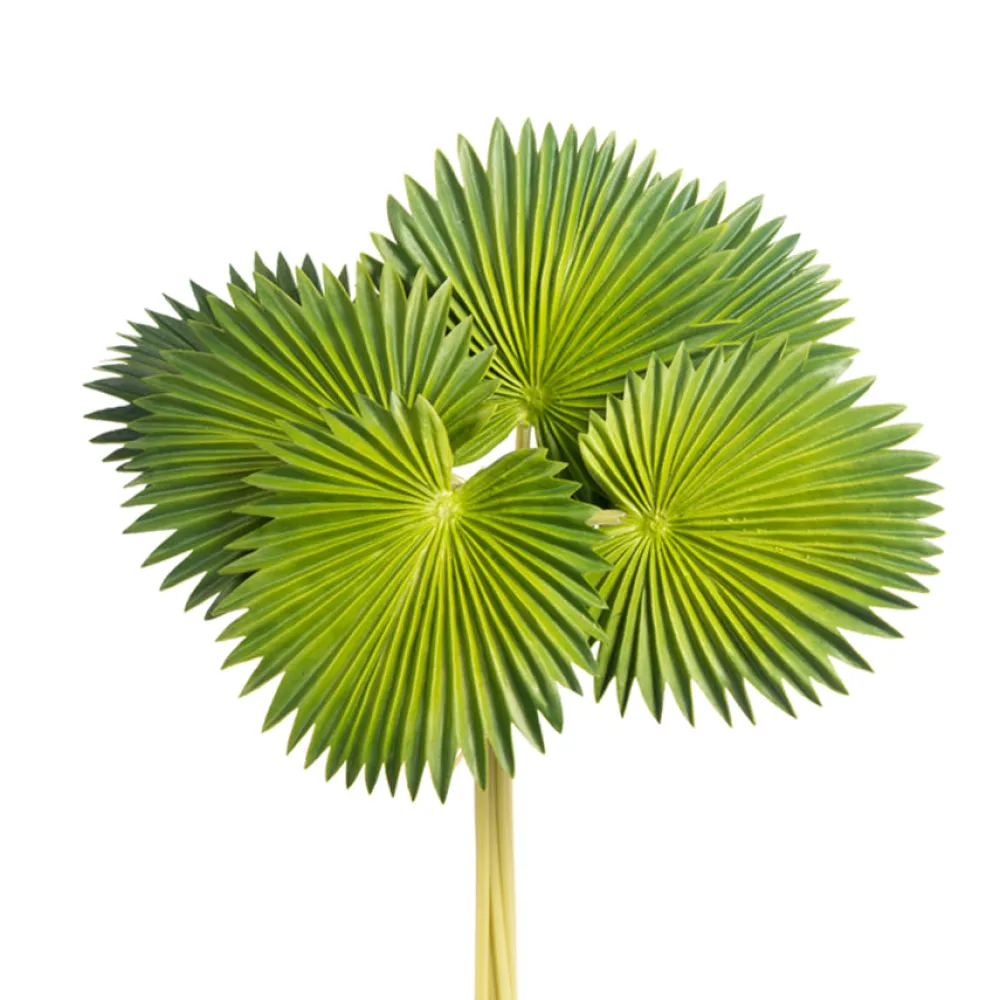 CRI Palm Plant