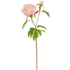 Winward Peach Peony Bud