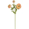 Winward Peach Ranunculus Spray, 24"