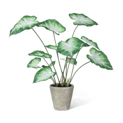Park Hill Potted Caladium, Green