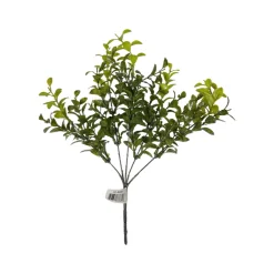 CRI Privet Bush